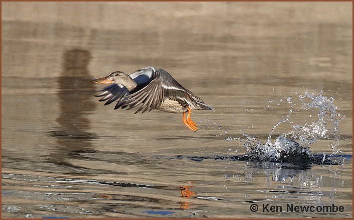 Northern Shoveler